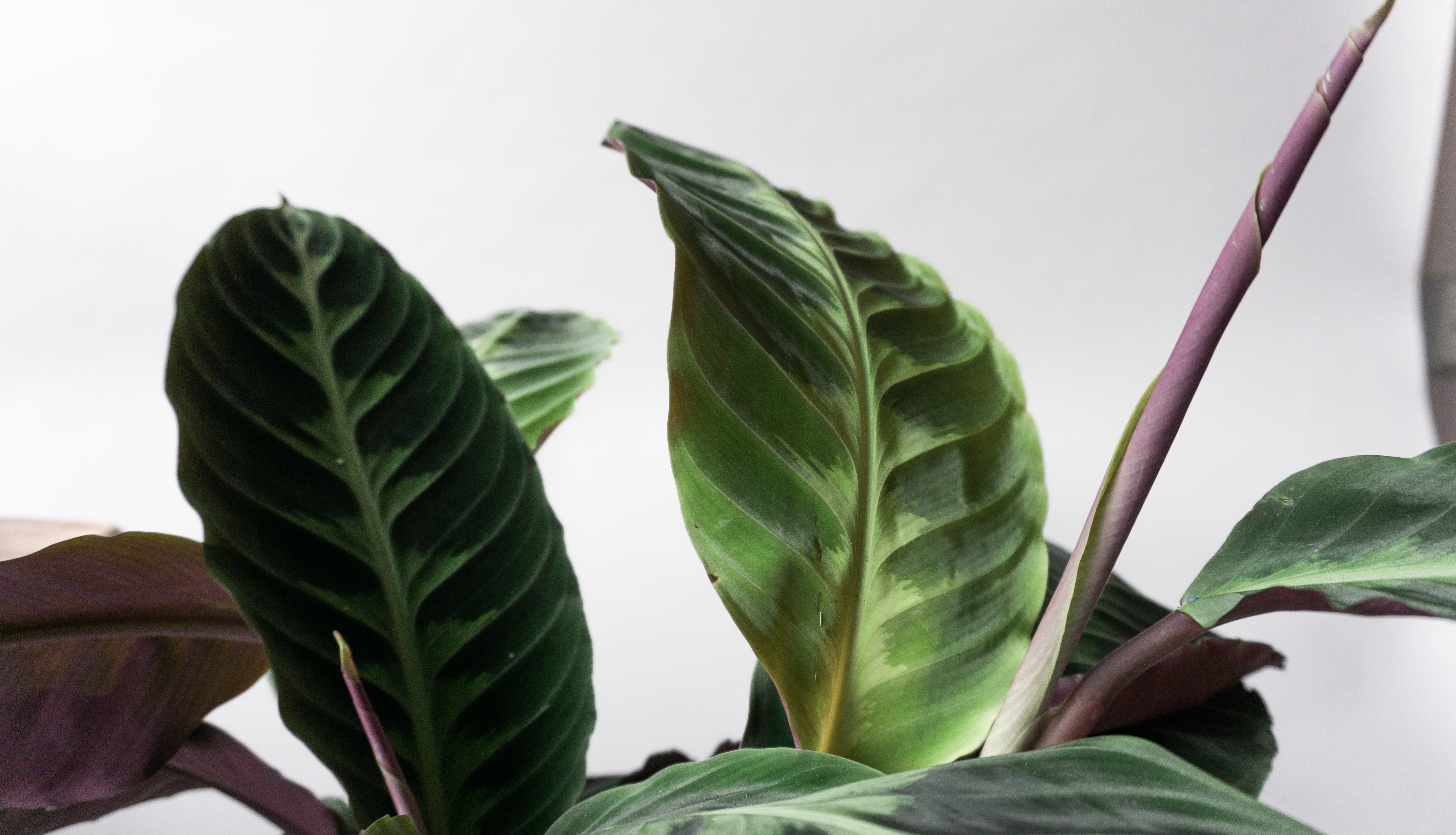 Calathea Jungle Velvet Houseplants By Leaf Envy