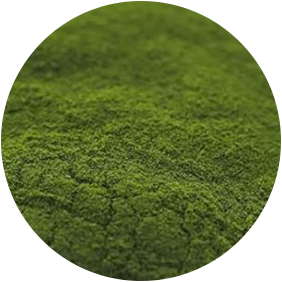 Chlorella