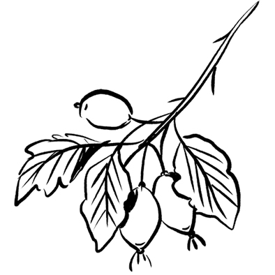 ROSEHIP SEED OIL