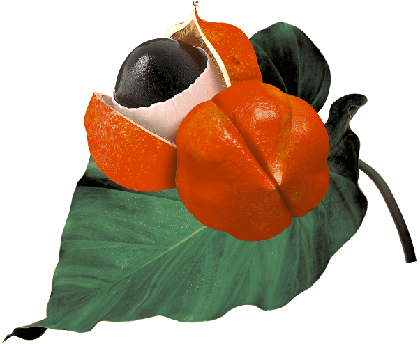 GO BIG ingredients guarana seed from Amazon