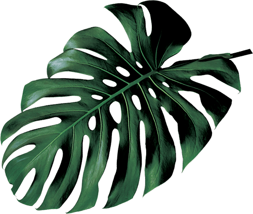 Green leaves from the Amazon Rainforest