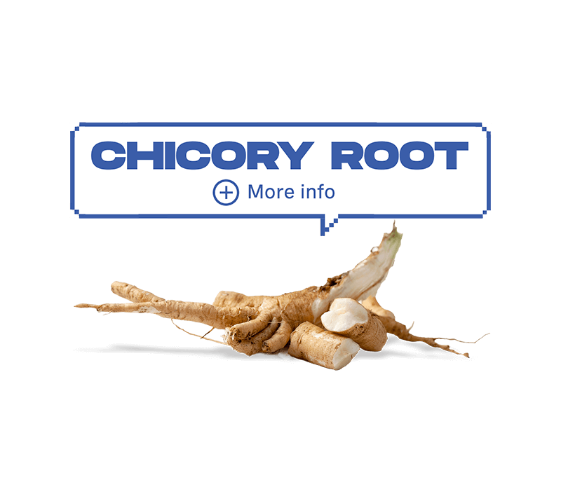 CHICORY ROOT: MORE INFO