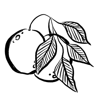 MARULA OIL