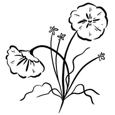 CENTELLA ASIATICA