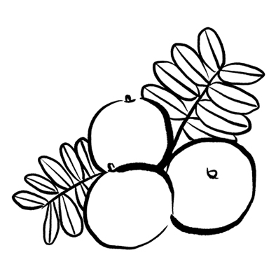 INDIAN GOOSEBERRY