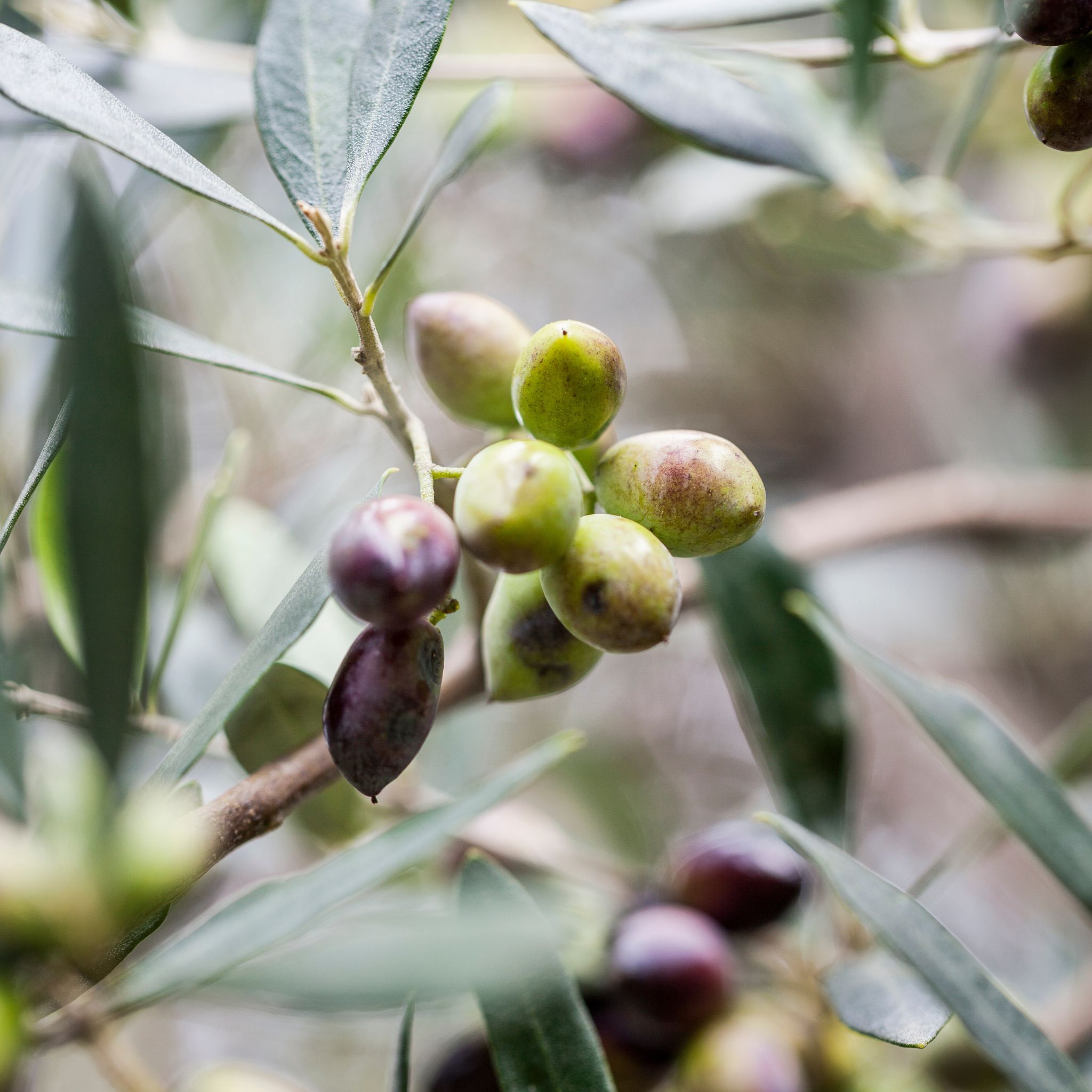 Olive Rosemary Flower Körpercreme Thumbnail 3