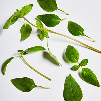 Thai Basil