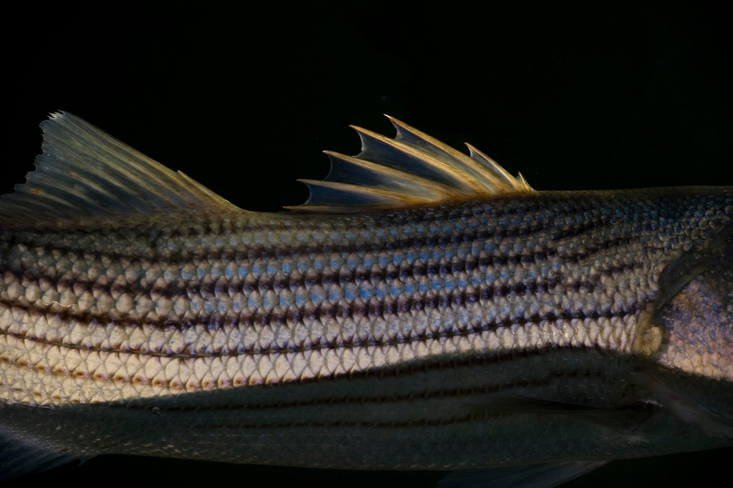 Striped Bass Flies: Shop a Diverse Selection