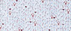 Peter Millar Glassware Print Polo, Big & Tall - White