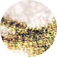 Jojoba Grains