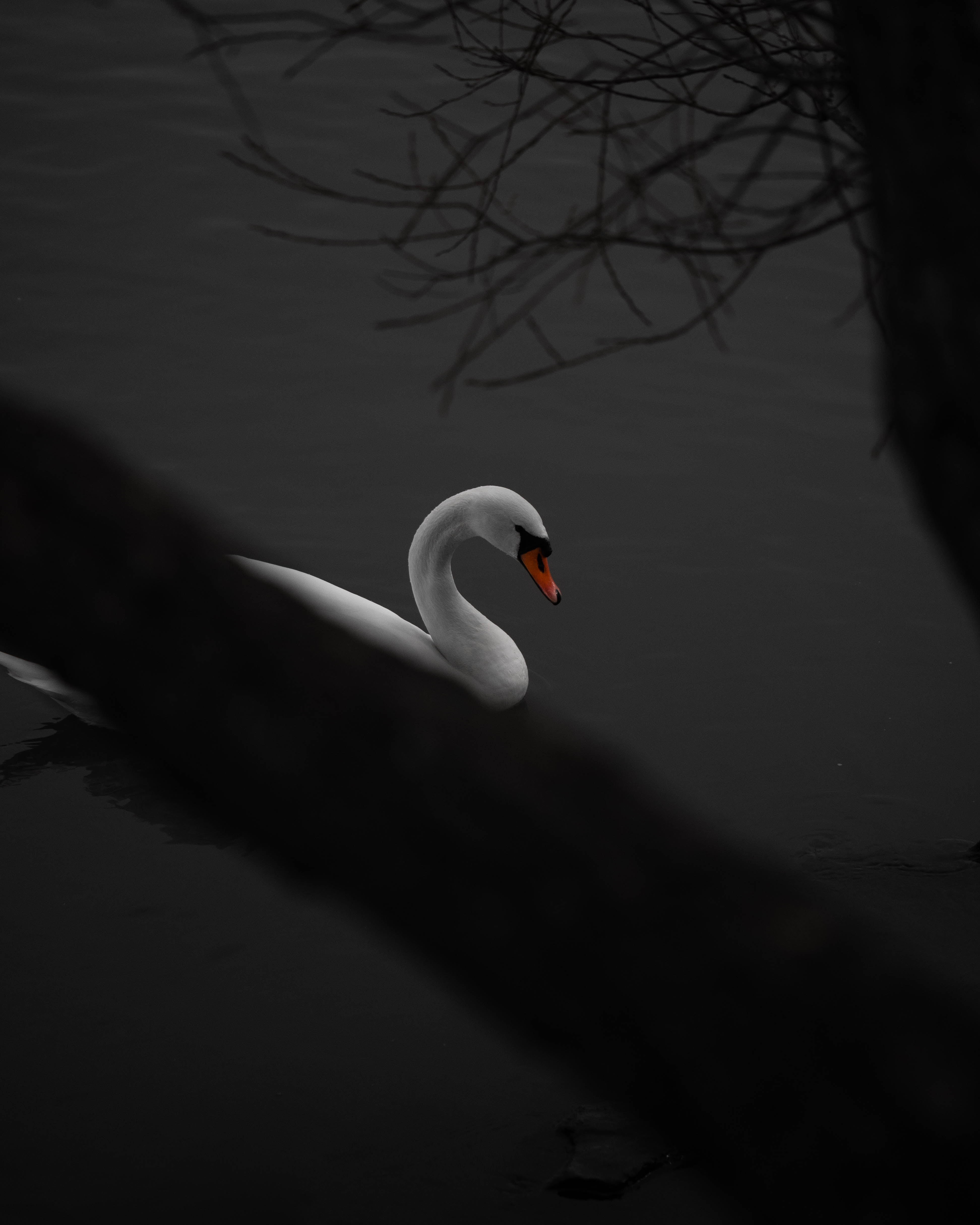 A lonely swan is in the water. 
