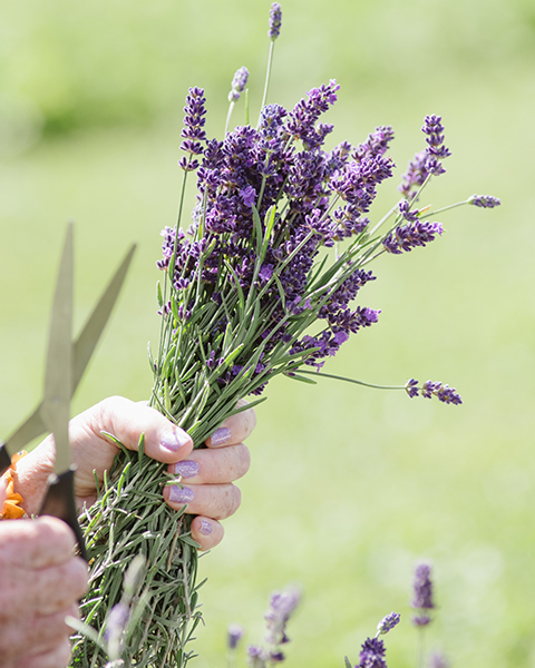 The Lavender Harvest at Slate Hill Flower Farm - 7/11/21 – Beekman 1802