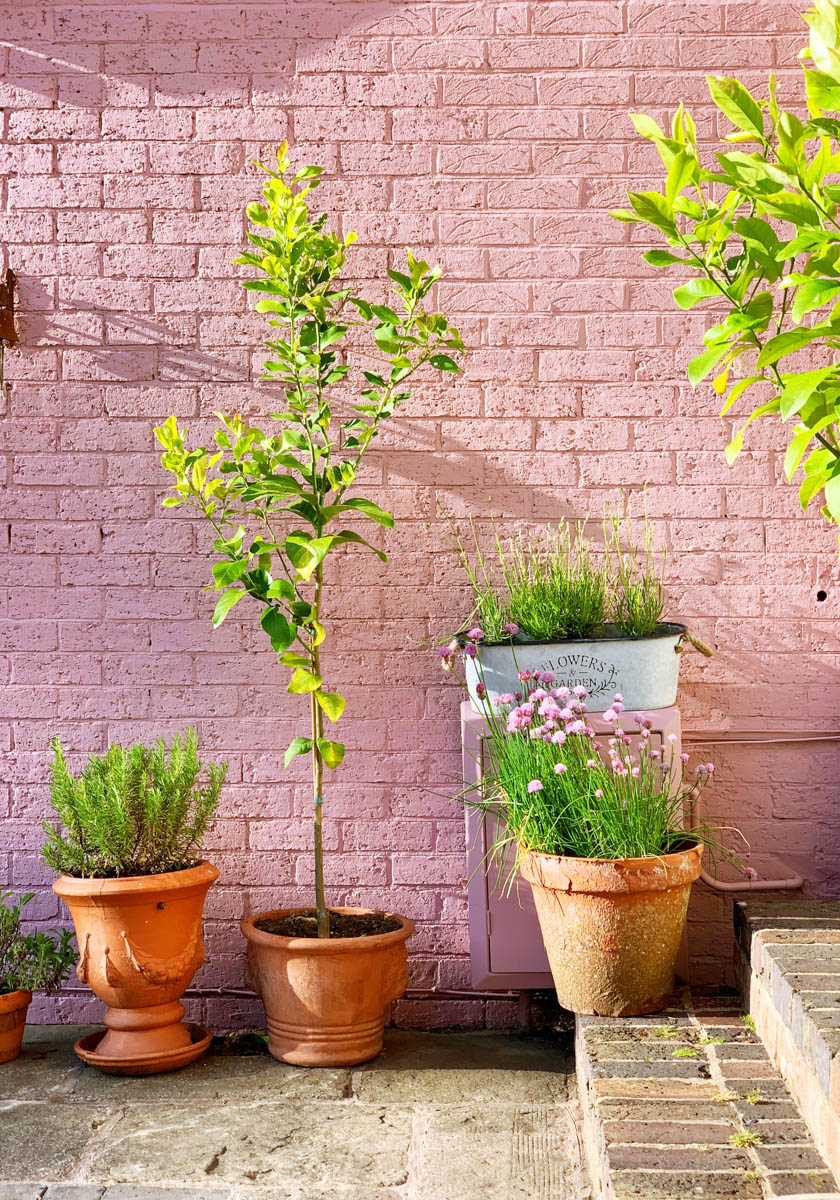 A muted pink brick wall painted with Bloomsbury No.267


