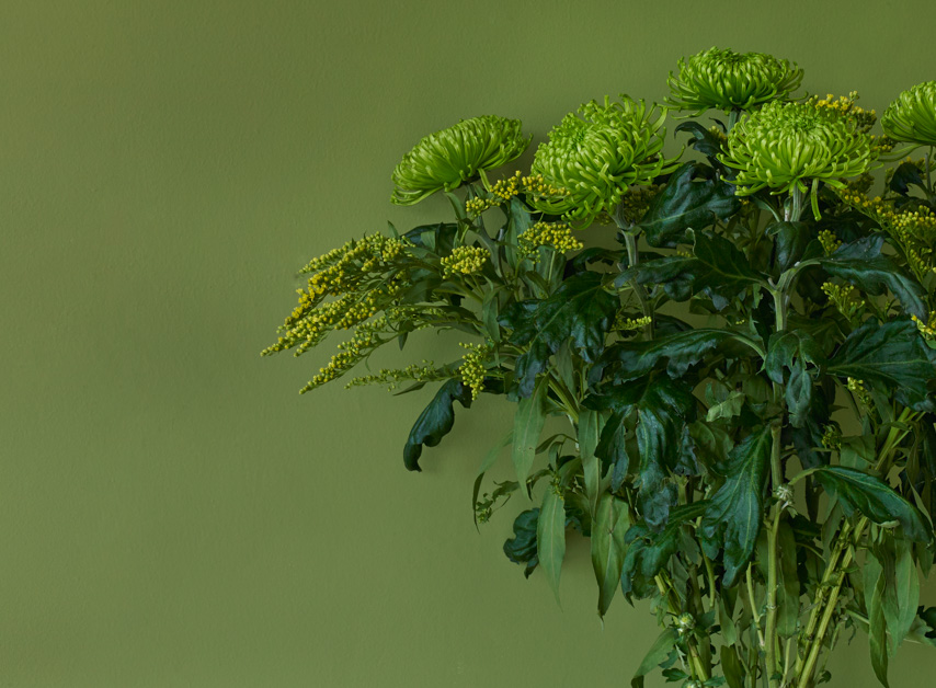 Forest Green walls painted with Primrose Hill No.201 