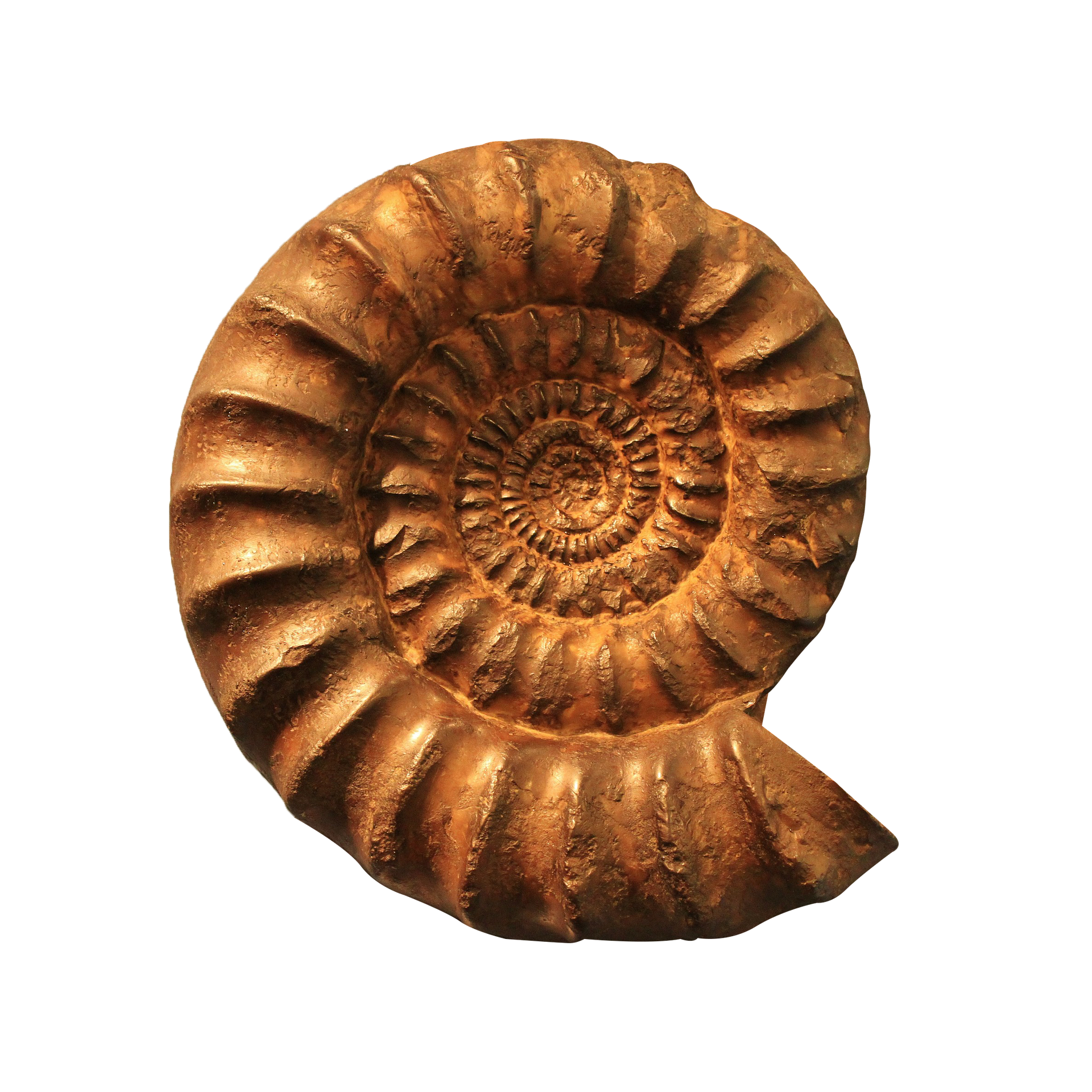 AMMONITE