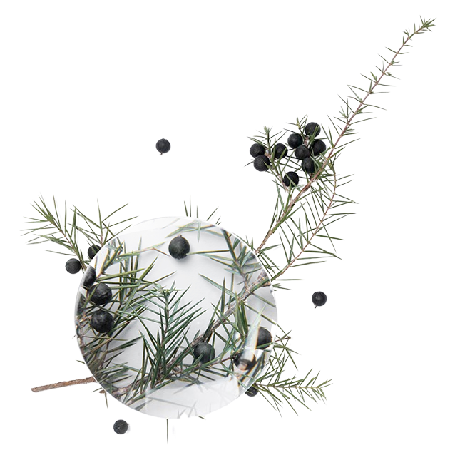 Brotes tiernos de enebro