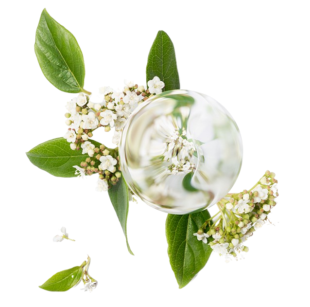 Elderflower