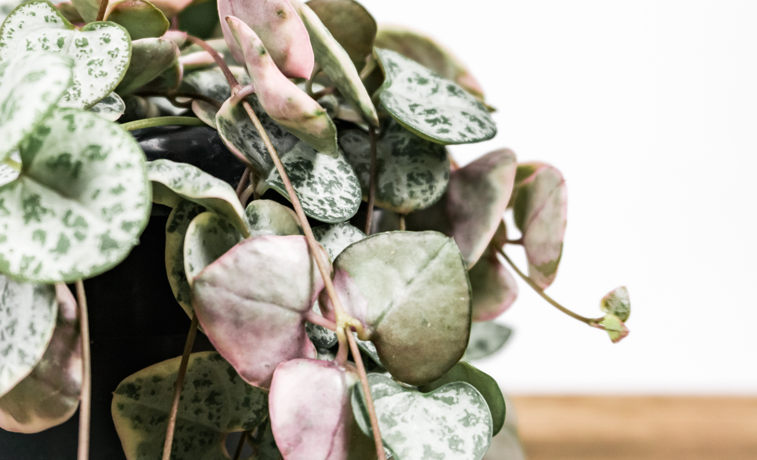 String of Hearts Houseplants by Leaf Envy