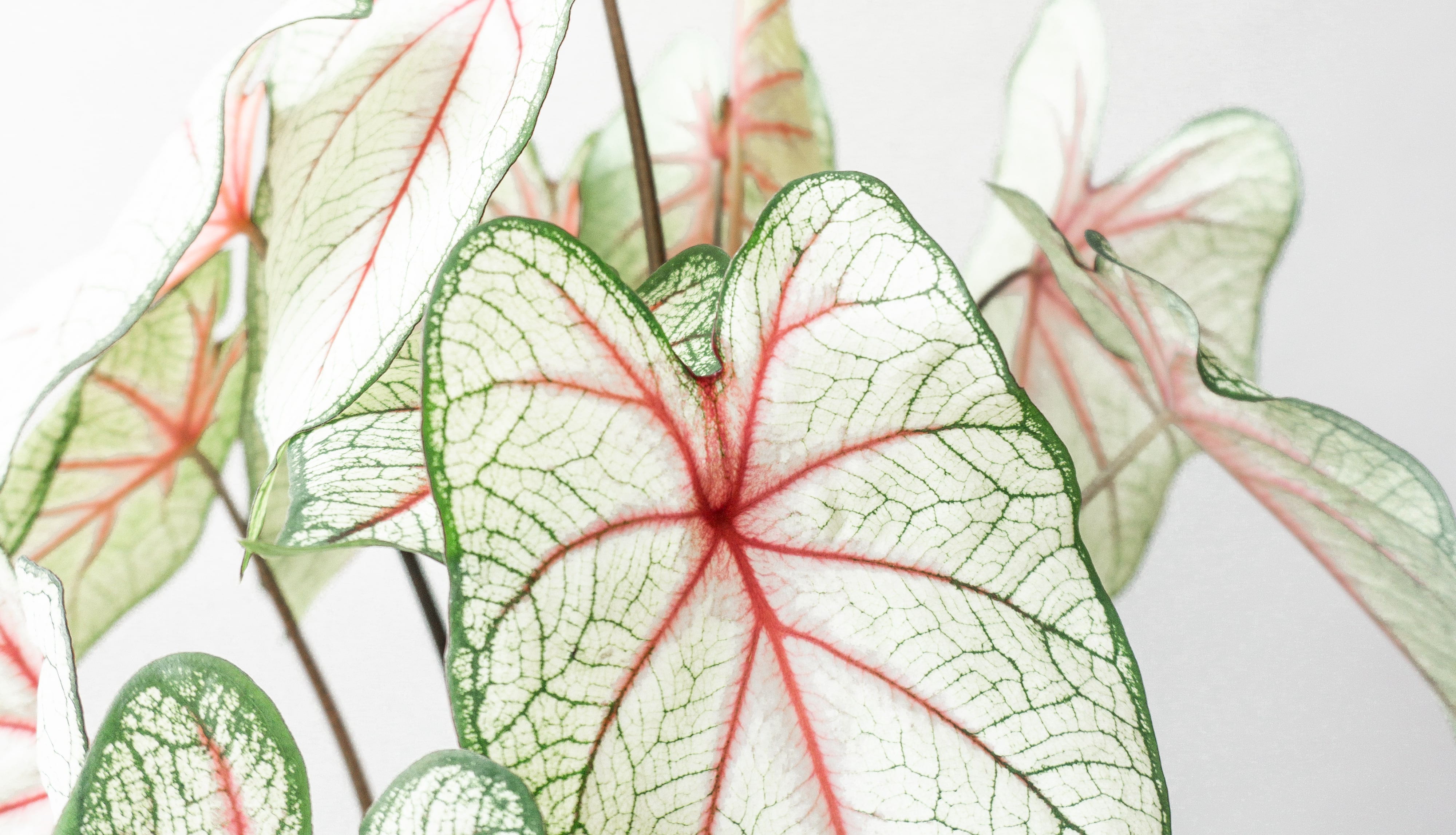 Caladium White Queen House Plants By Leaf Envy