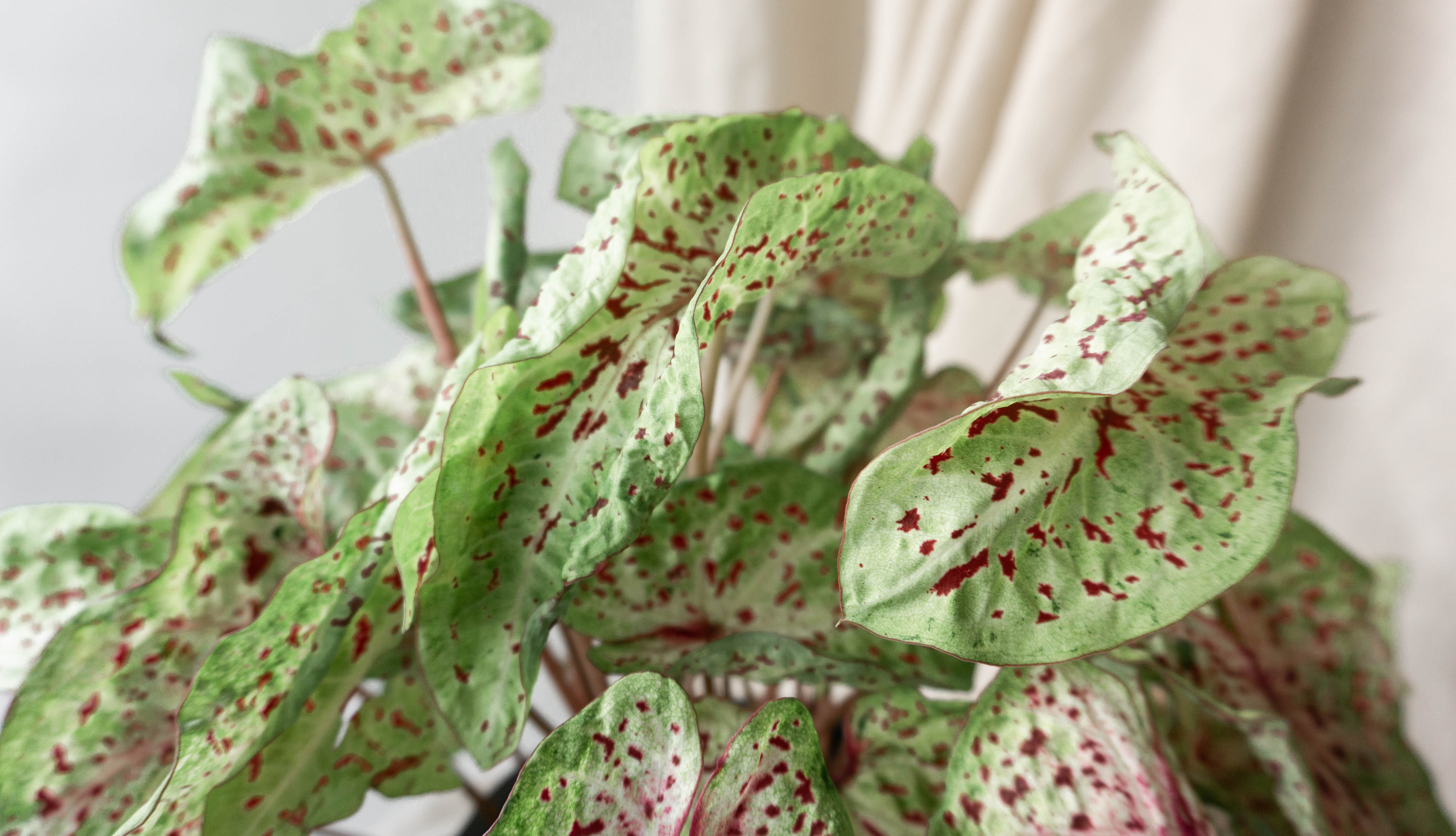 Caladium Miss Muffet Houseplants By Leaf Envy