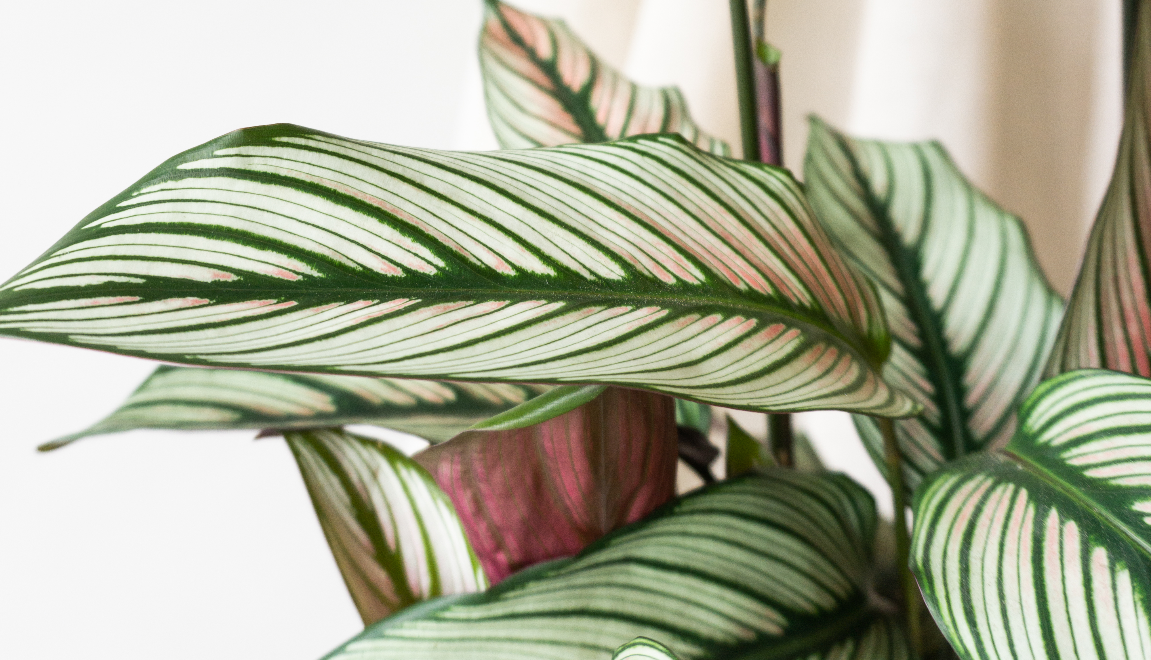 Calathea-Whitestar Houseplants By Leaf Envy