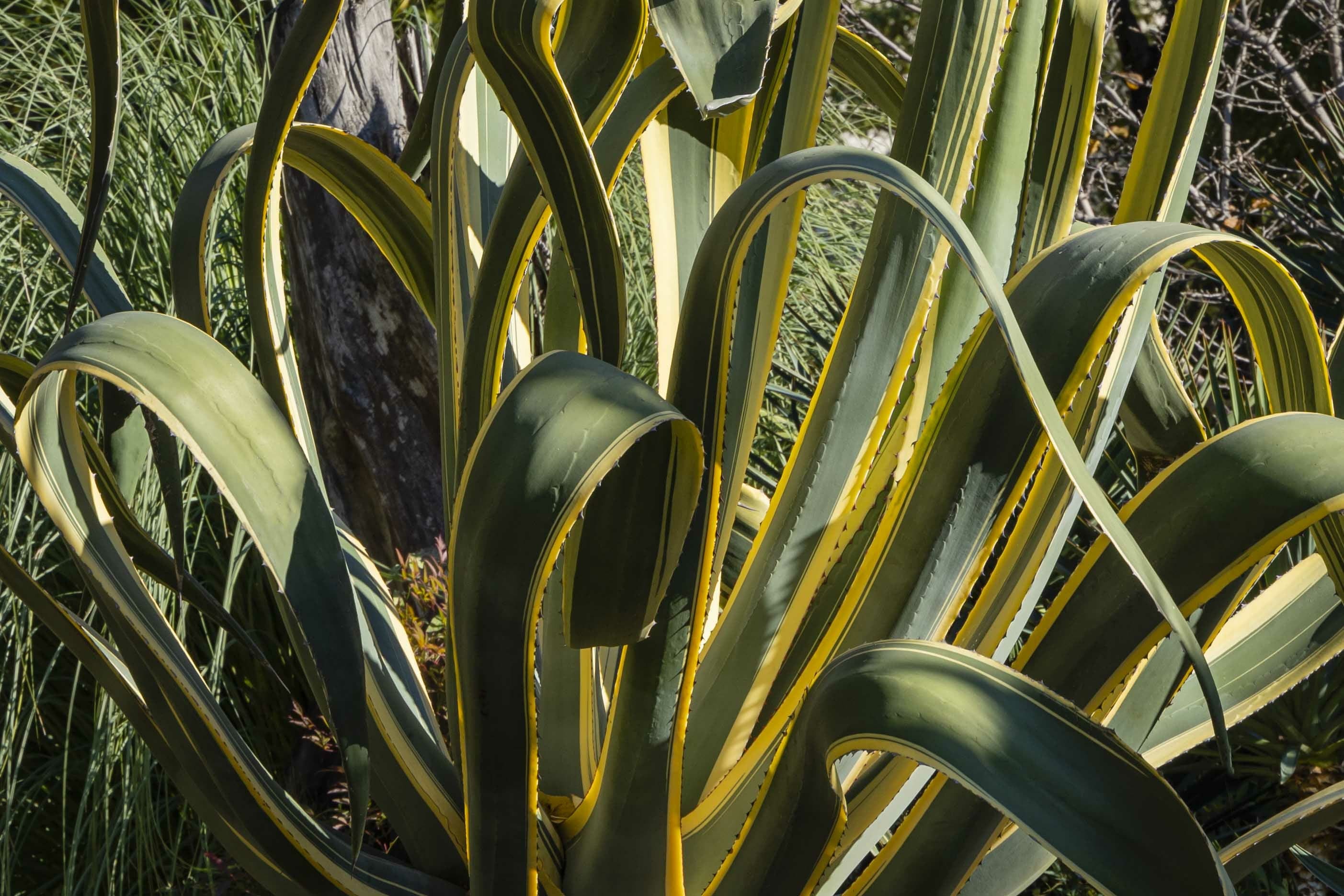 West Africa Plant Bio Snake Plant