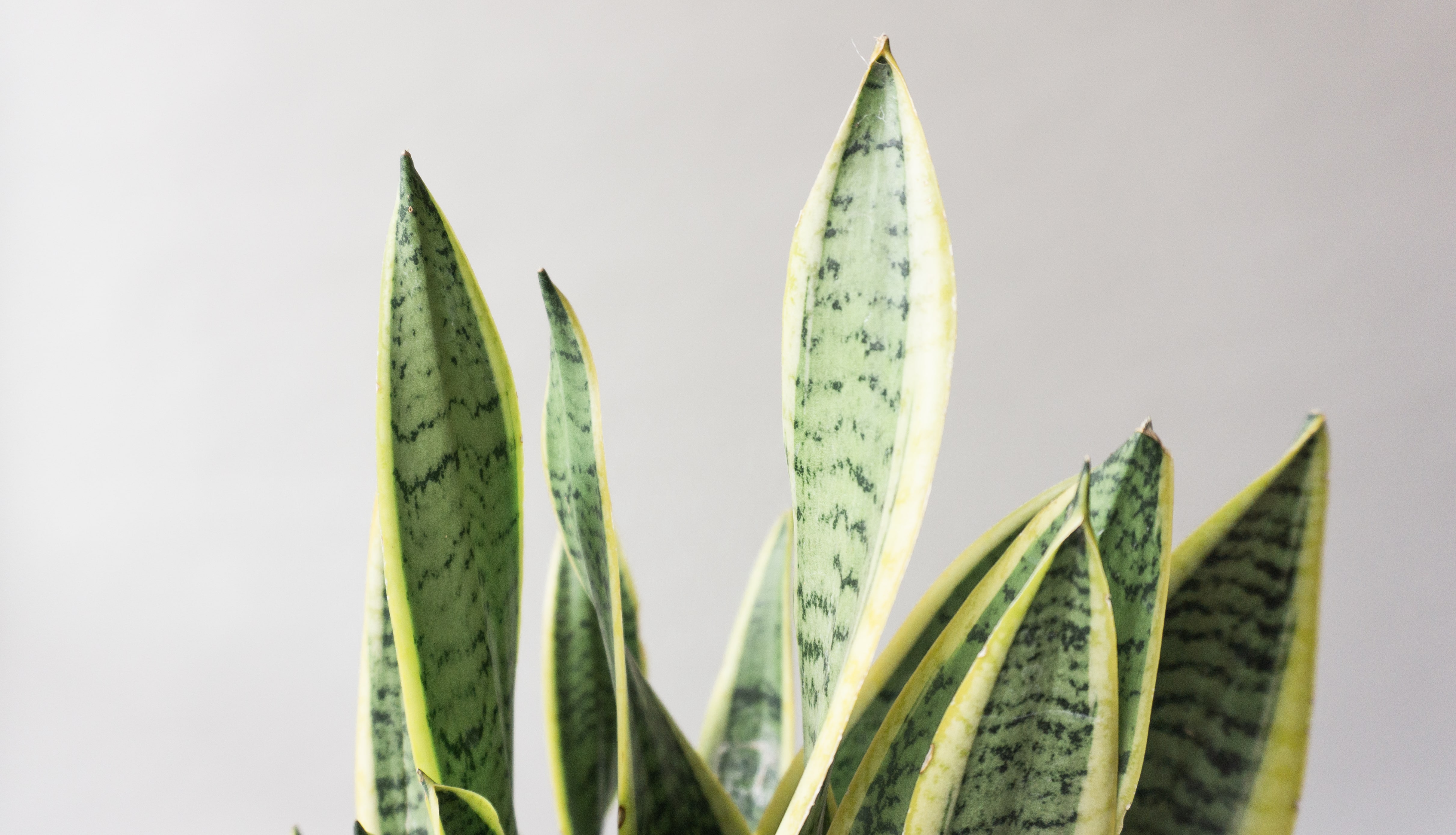 Snake Plant | Low Light & Easy Care Houseplants for Delivery | Leaf Envy