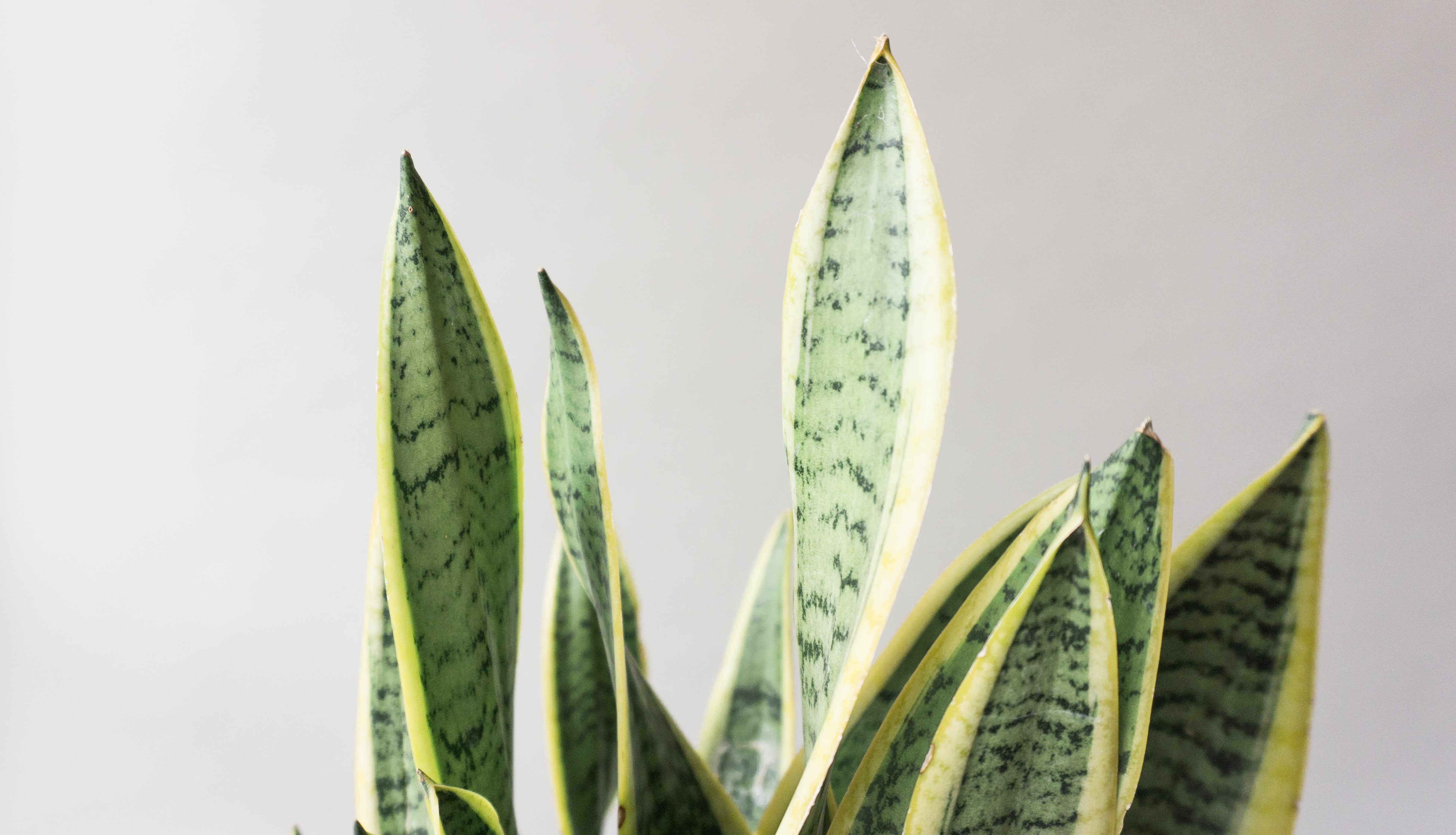 Snake Plant House Plants By Leaf Envy