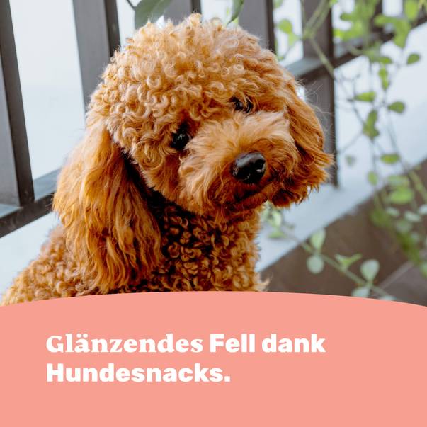 Glänzendes Fell dank Hundesnacks.