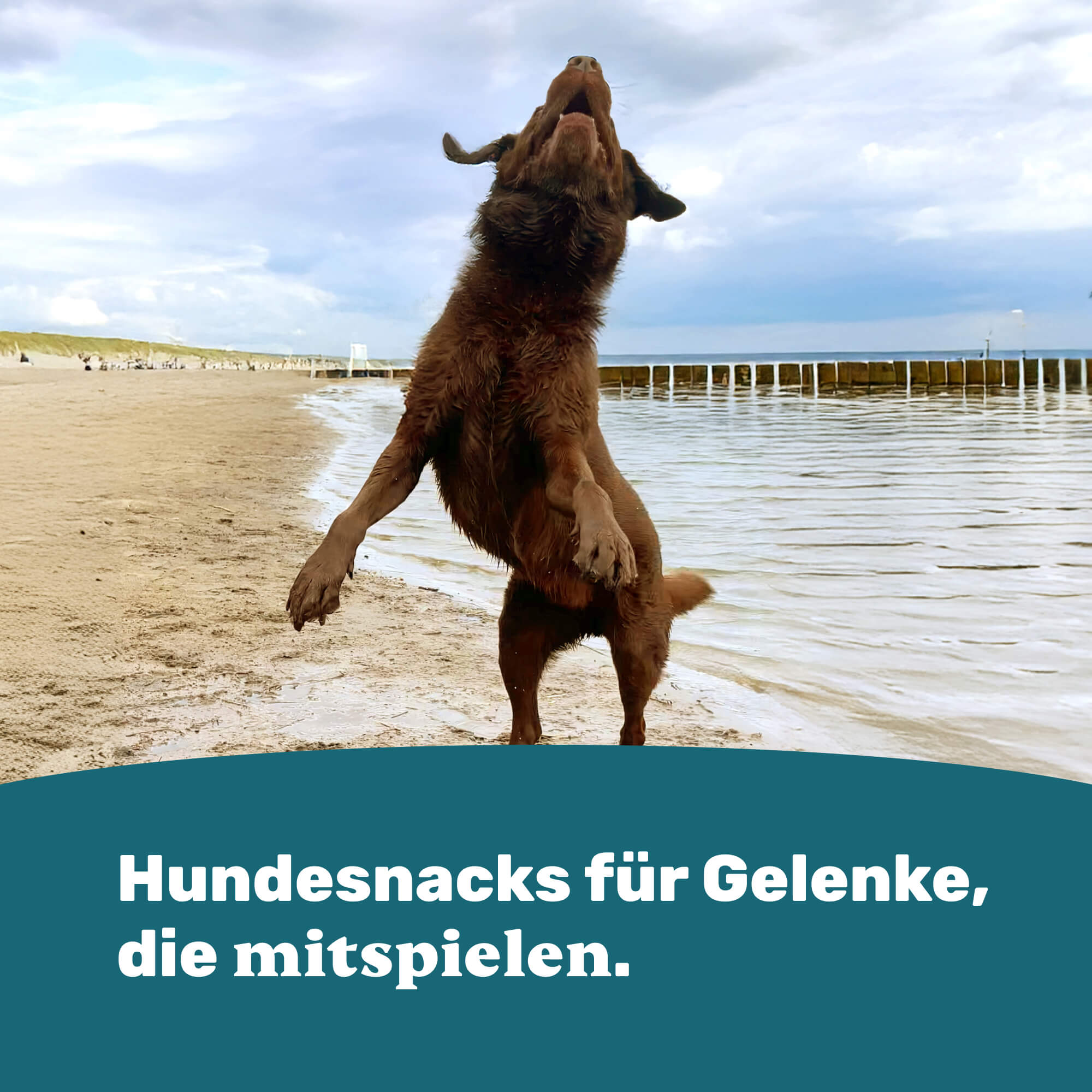 Hundesnacks für Gelenke, die mitspielen.