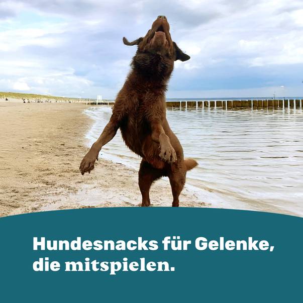 Hundesnacks für Gelenke, die mitspielen.
