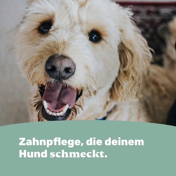 Zahnpflege, die deinem Hund schmeckt.