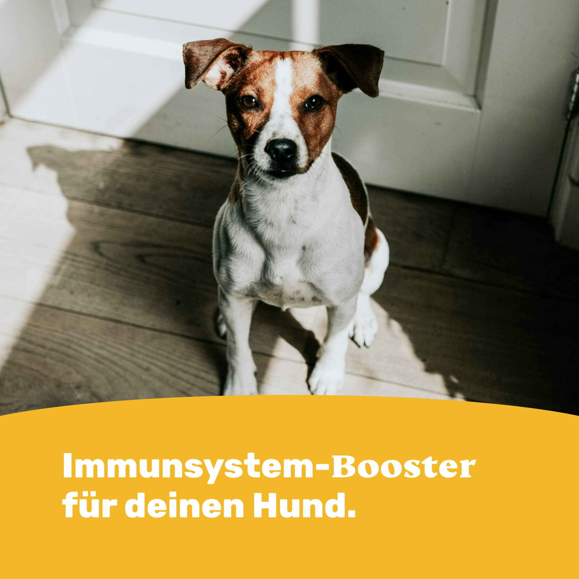 Immunsystem-Booster für deinen Hund.