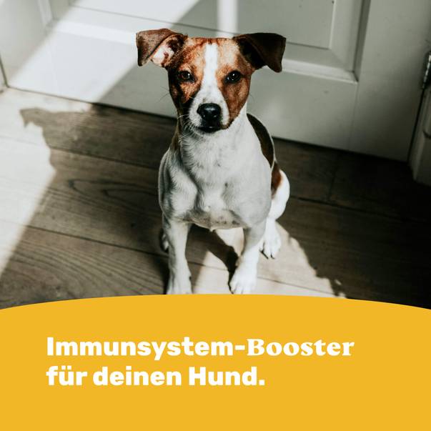 Immunsystem-Booster für deinen Hund.