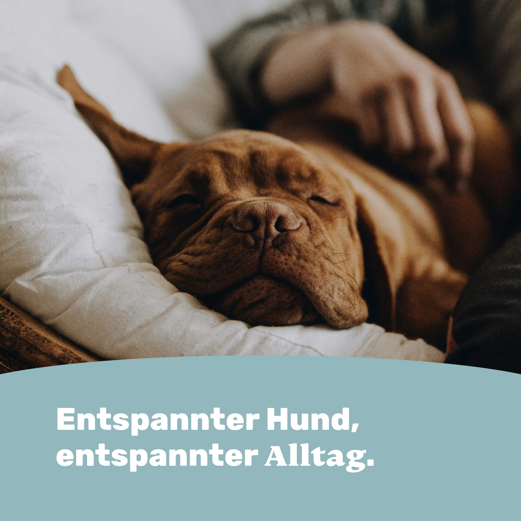Entspannter Hund, entspannter Alltag.