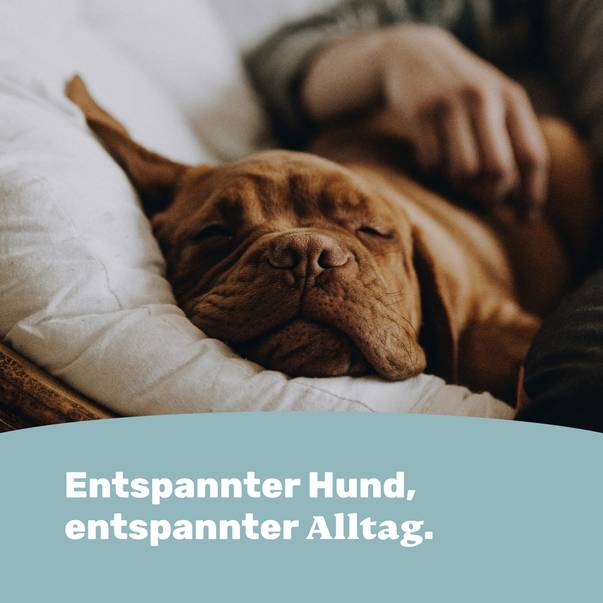 Entspannter Hund, entspannter Alltag.
