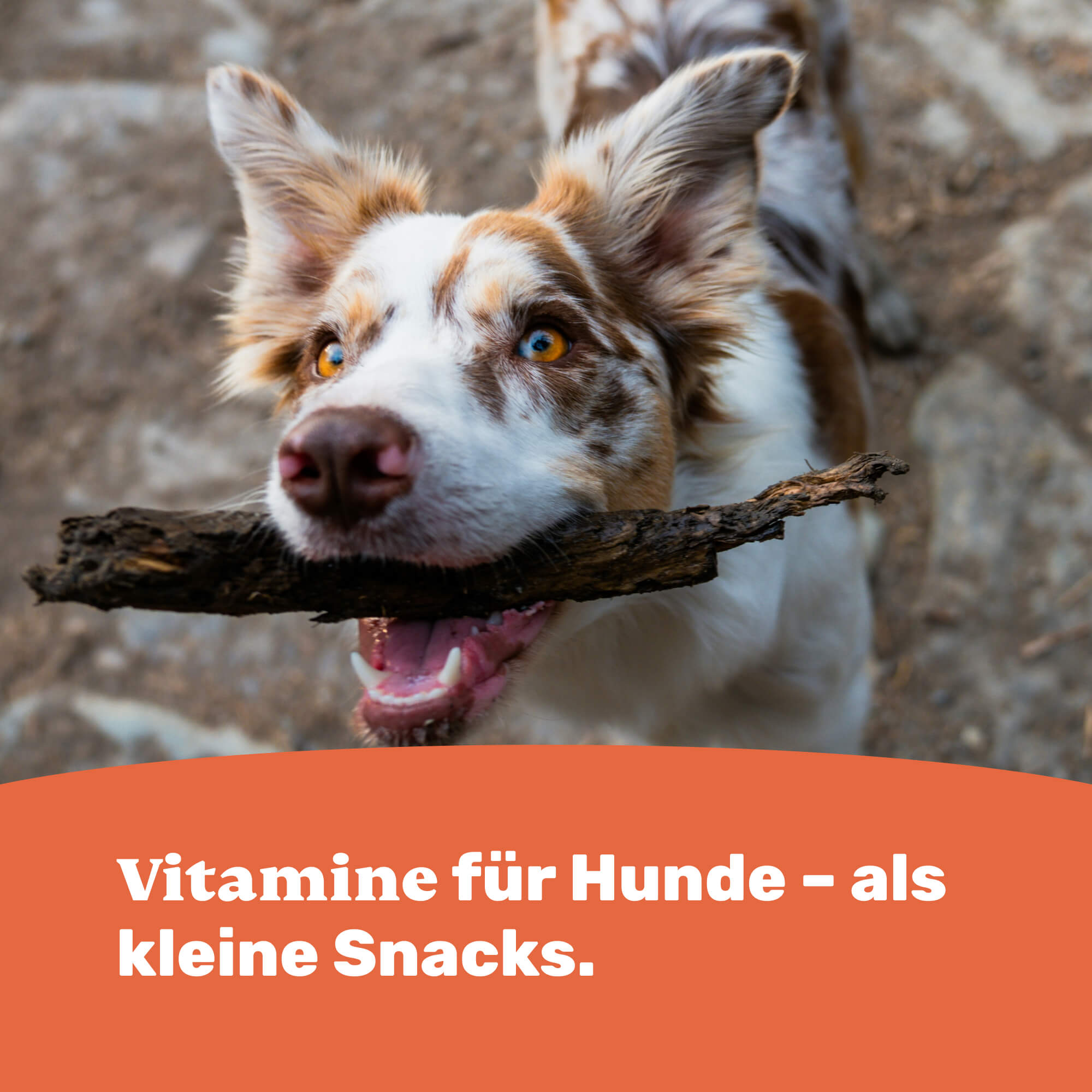 Vitamine für Hunde – als kleine Snacks.