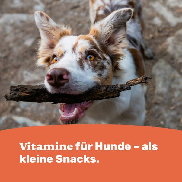 Vitamine für Hunde – als kleine Snacks.