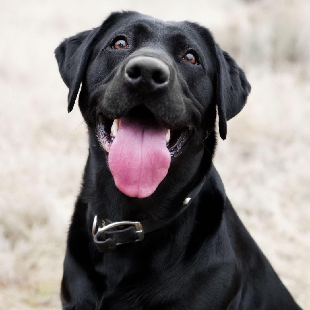 Was ist die Wirkung von Baldrian für Hunde?