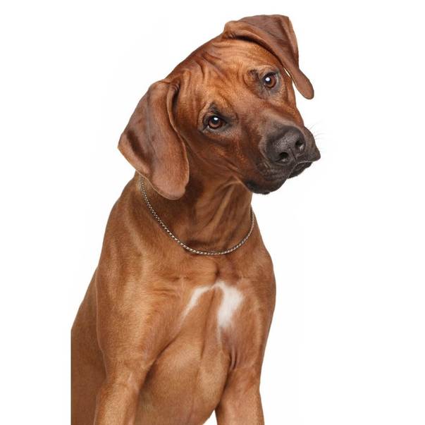 Was sind potenzielle Nebenwirkungen von Cranberry für Hunde?