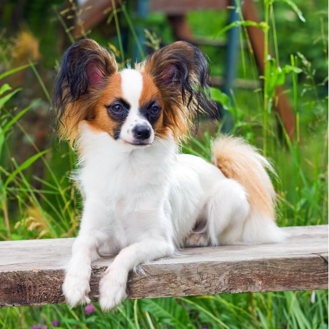 Was ist die Wirkung von Flohsamenschalen für Hunde?