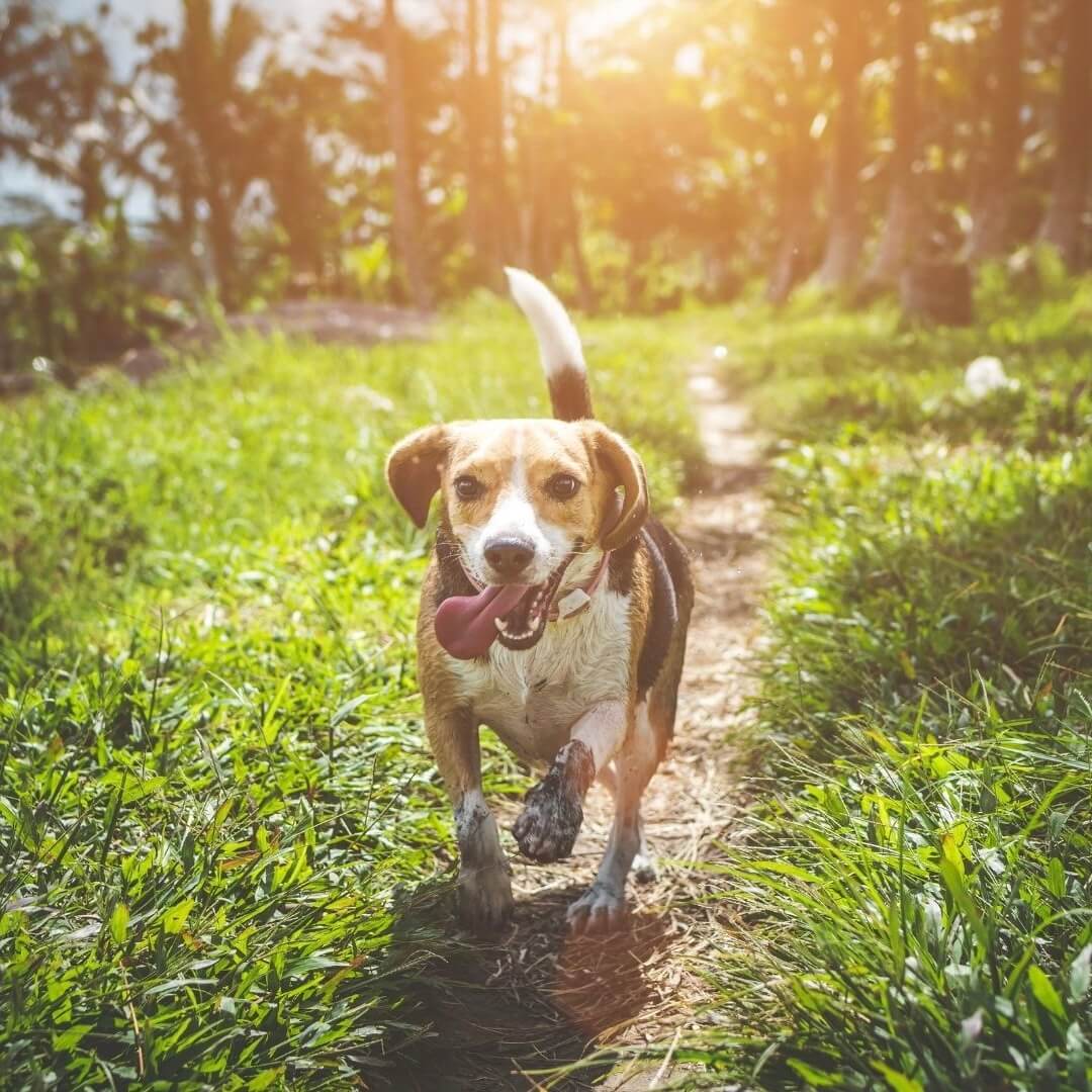 Was sind potenzielle Nebenwirkungen von Flohsamenschalen für Hunde?