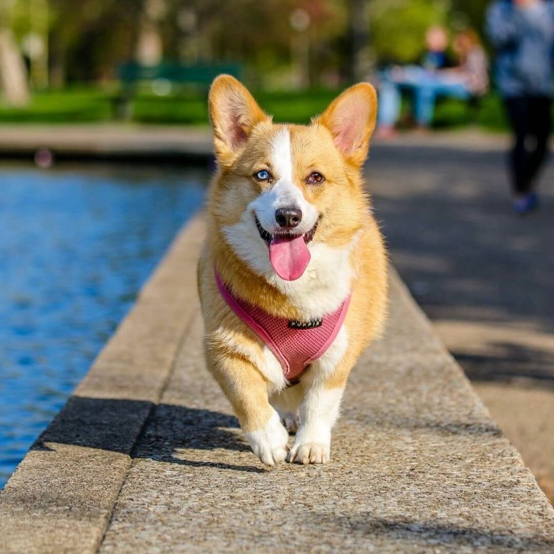 Was sind potenzielle Nebenwirkungen von Ginkgo für Hunde?