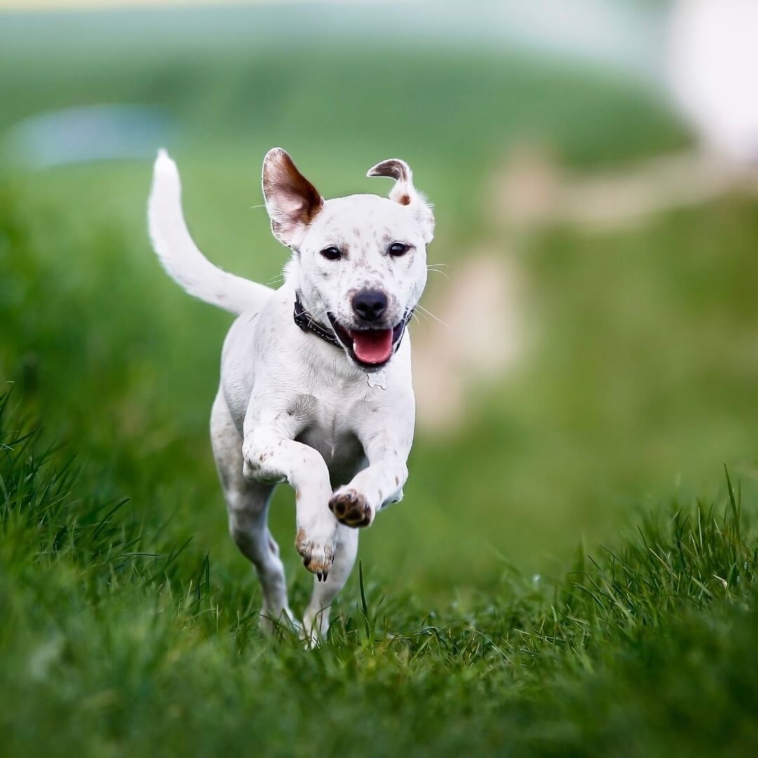 Was ist die Wirkung von Glucosamin für Hunde?