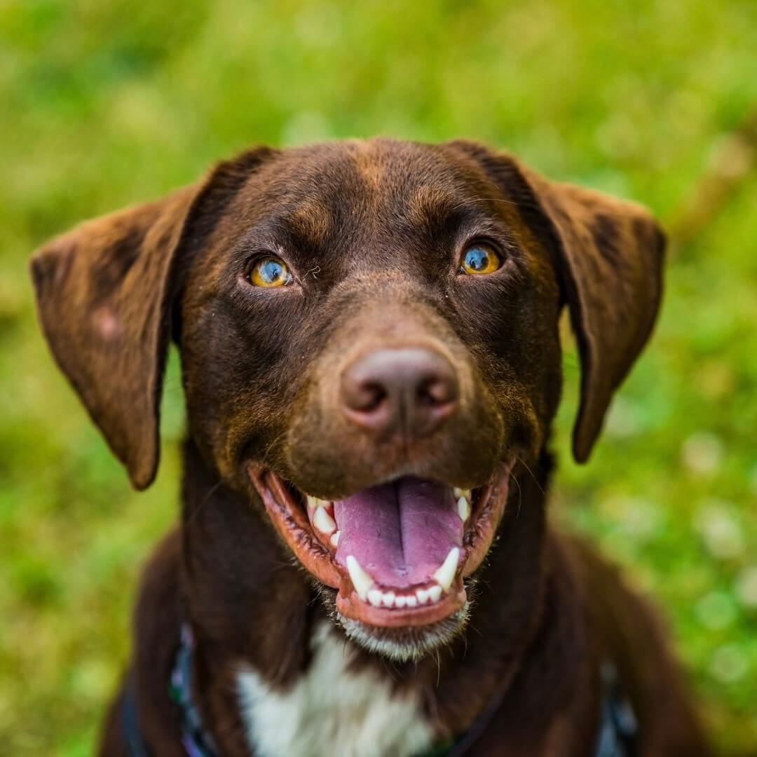 Was sind potenzielle Nebenwirkungen von Glucosamin für Hunde?