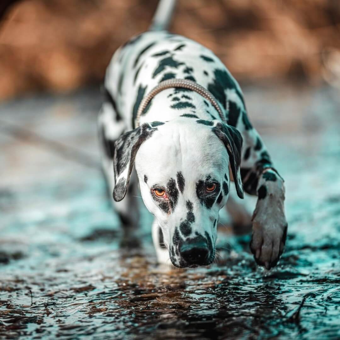 Was ist die Wirkung von Hanf für Hunde?