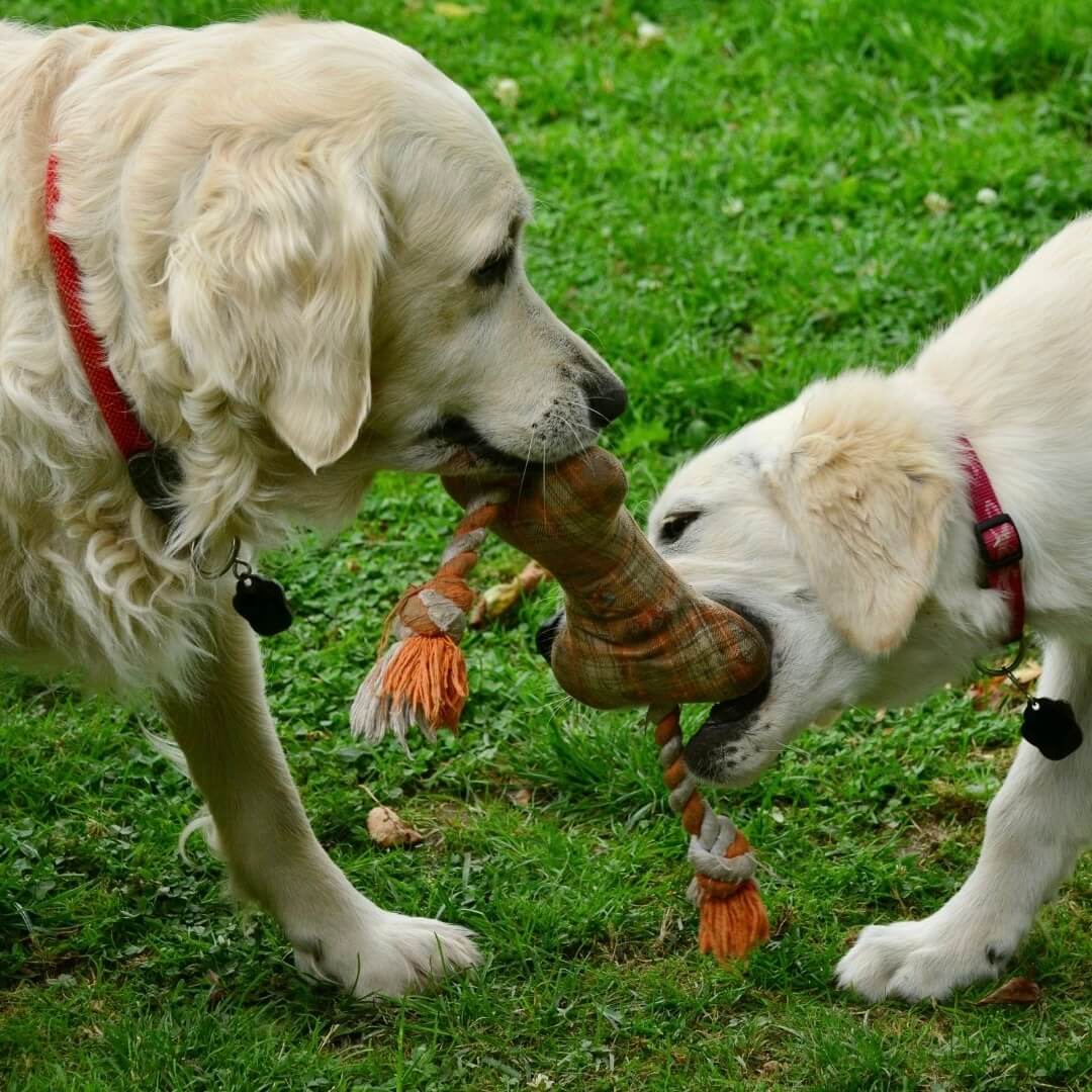 Was sind potenzielle Nebenwirkungen von Hanf für Hunde?