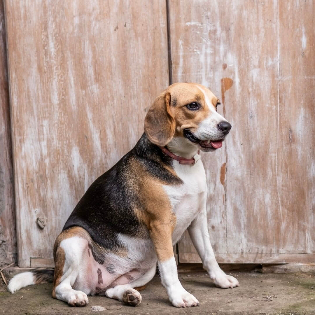 Was ist die Wirkung von Ingwer für Hunde?