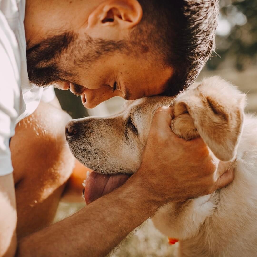 Was sind potenzielle Nebenwirkungen von Ingwer für Hunde?