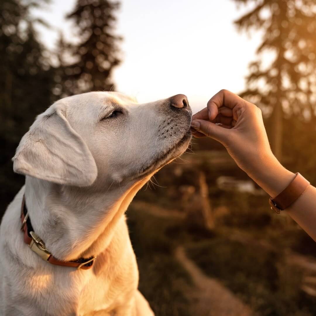 Was sind potenzielle Nebenwirkungen von Kamille für Hunde?